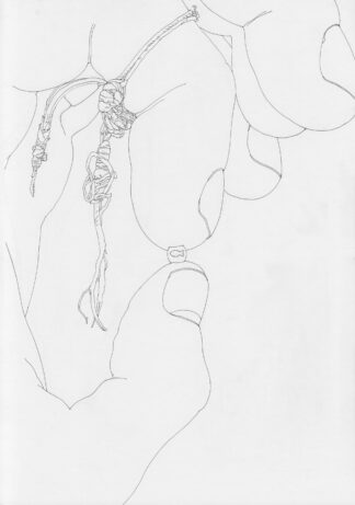 Fish Pill - Connor Willumsen