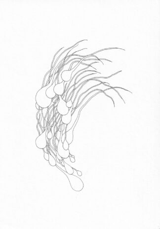 Sperm - Connor Willumsen